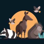 Qué es un animal omnívoro