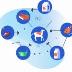 Qué es una cadena alimenticia