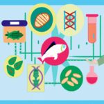 Qué son alimentos transgénicos