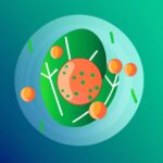 Qué es una célula vegetal