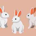 Qué es la cunicultura