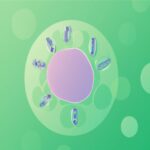 Qué es división celular