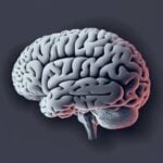 Qué es la materia gris del cerebro