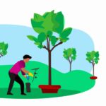 Qué es la reforestación