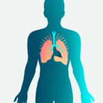 Qué es el sistema glandular