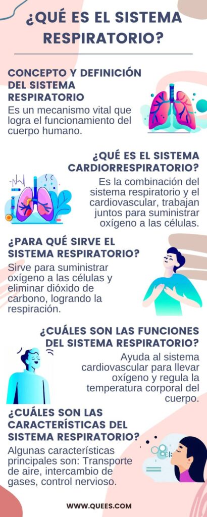 infografia sistema respiratorio