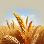 Qué continente produce la mayor cantidad de trigo