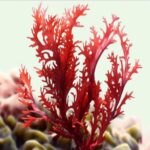 Qué es la carragenina