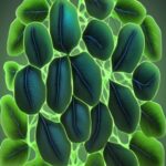 Qué es la clorofila