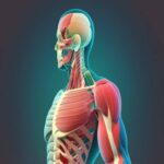 Qué es la fascia muscular