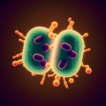 Qué es fisión binaria