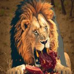 Qué es un organismo heterótrofo