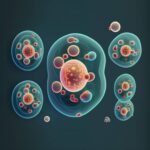 Qué es la reproducción celular