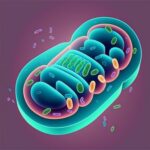 Qué es la respiración celular