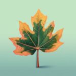 Qué es la xantófila