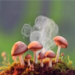 Qué es la esporulación