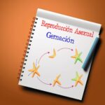 Qué es la gemación