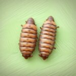 Qué es una crisálida de gusano de seda