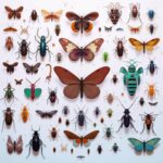Qué es entomología