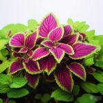 Qué es la forskolina